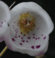 Jovellana sinclairii flower close up 2