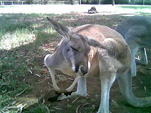 Kangaroo in Adelaide Zoo