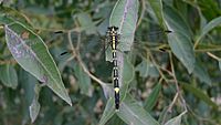 Koonyum dragonfly wings (16121654512)
