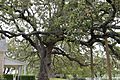 Live oak tree outside LBJ Ranch IMG 1511