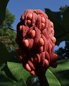 Magnolia macrophyla ssp. ashei fruit
