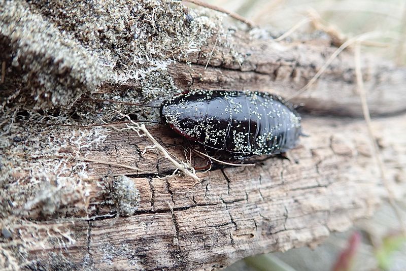 Maoriblatta novaeseelandiae 55060134