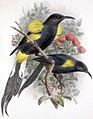 Moho nobilis-Keulemans