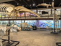 Museum of Osteology Gallery.jpg