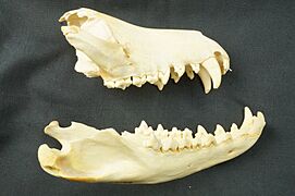 NML-VZ A26.9.1910.1 Thylacine skull held at World Museum, Liverpool