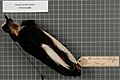 Naturalis Biodiversity Center - RMNH.AVES.140822 1 - Parotia carolae carolae A.B. Meyer, 1894 - Paradisaeidae - bird skin specimen