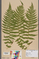 Neuchâtel Herbarium - Athyrium filix-femina - NEU000003080