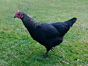 Norfolk Grey hen.jpeg