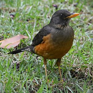 Olive thrush Facts for Kids