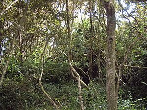 Olivillos