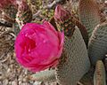Opuntia basilaris