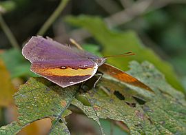 Orange Oakleaf (Kallima inachus) at Samsing, Duars, West Bengal W IMG 6241