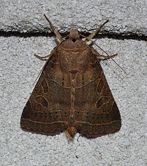 Orthodes majuscula - Rustic Quaker Moth (14360853983).jpg