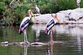 Painted storks ranganathittu 043