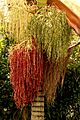 Palma Alexandra (Archontophoenix alexandrae) - Infrutescencias (14825717056)