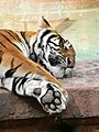 Panthera tigris11