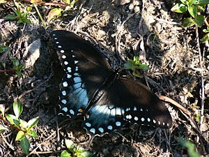 Papilio troilus Linne (1)