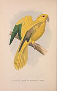 Parrots in captivity (Vol. 3. PL. 10) Golden, or Queen of Bavaria's Parrot (8528370616)