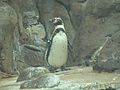 Penguin at Oregon Zoo