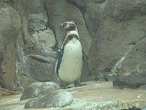 Penguin at Oregon Zoo