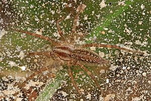 Pennsylvania Grass Spider - Agelenopsis pennsylvanica, Pocahontas State Park, Chesterfield, Virginia.jpg