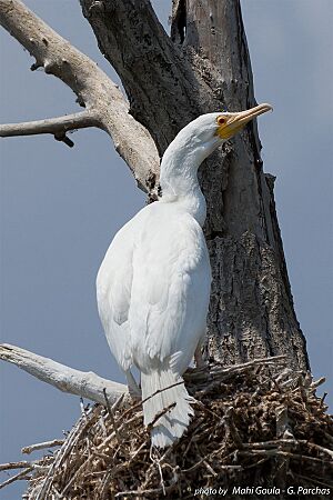 Phalacrocorax Carbo Albino 2