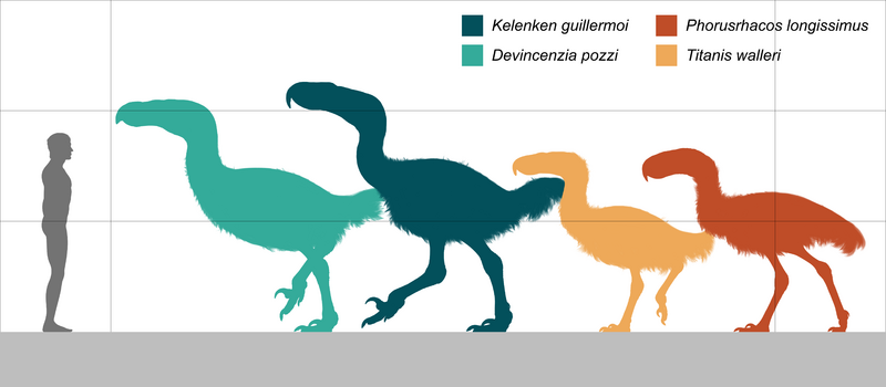 Phorusrhacidae size comparison