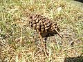 Pine cone cow on grass