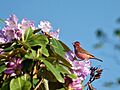 Pink browed Rosefinch (Male)- Himachal- I2 IMG 3790