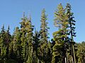 Pinus monticola1