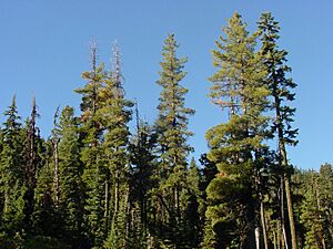 Pinus monticola1