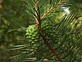 Pinus sylvestris cones pl