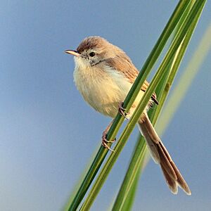 Plain prinia (Prinia inornata inornata).jpg