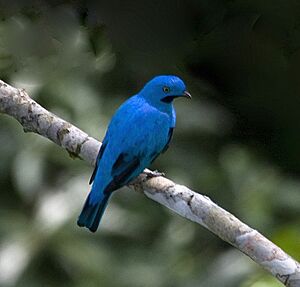 Plum-throated Cotinga (Cotinga maynana) (16781121739).jpg