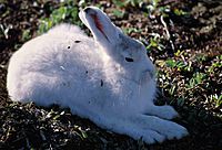 Polarhase 1 1997-08-04