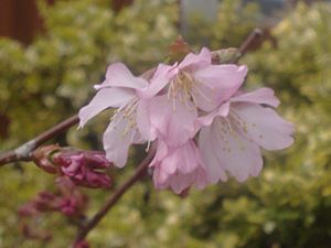 Prunus nipponica Blossom crop.jpg