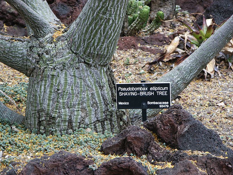 Pseudobombax ellipticum, Huntington