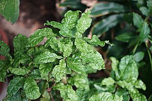 Psychotria nervosa leaves