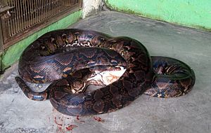 Python reticulatus feeding in TMII Reptil Park