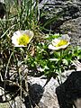 Ranunculus glacialis