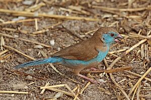 Red-cheeked cordon-bleu (Uraeginthus bengalus bengalus) female.jpg