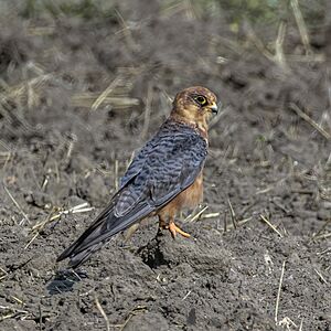 Red-footed falcon (Falco vespertinus) female.jpg