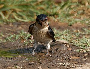 Red-rumped Swallow (Hirundo daurica) collecting mud for nest W IMG 7964