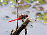 Red Arrow (Rhodothemis lieftincki) (16001263113)