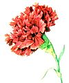 Red Carnation NGM XXXI p507
