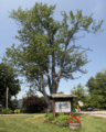 Rockfield, Indiana memorial tree
