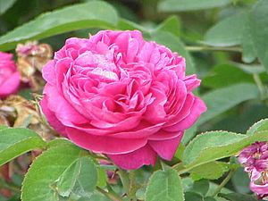 Rosa damascena5.jpg