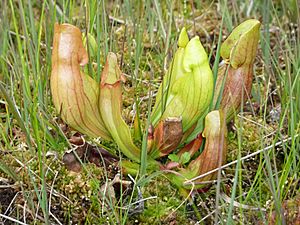 Sarracenia purpurea westphalia