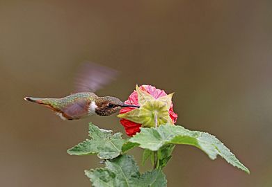 Scintillant hummingbird (Selasphorus scintilla) female in flight 3