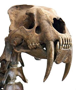 Smilodon head
